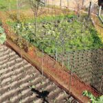 Market Gardening Ap Human Geography