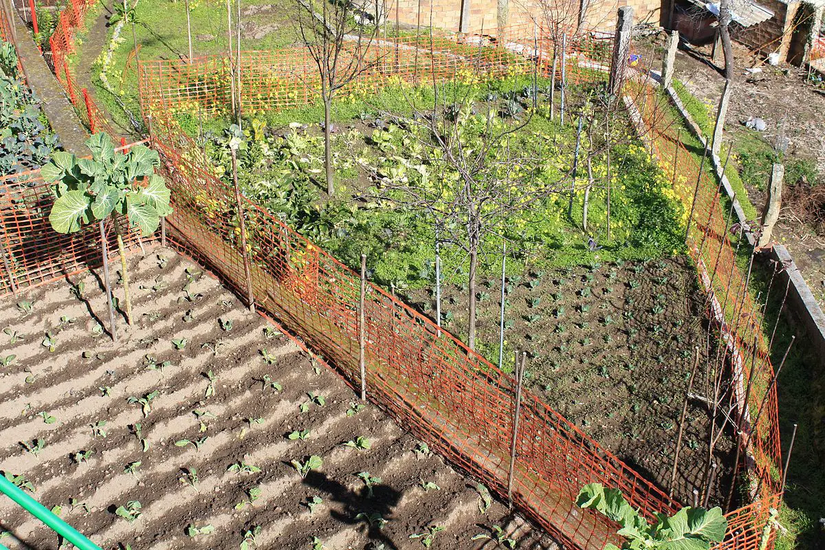 Market Gardening Ap Human Geography