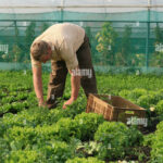 Market Gardening/Truck Farming
