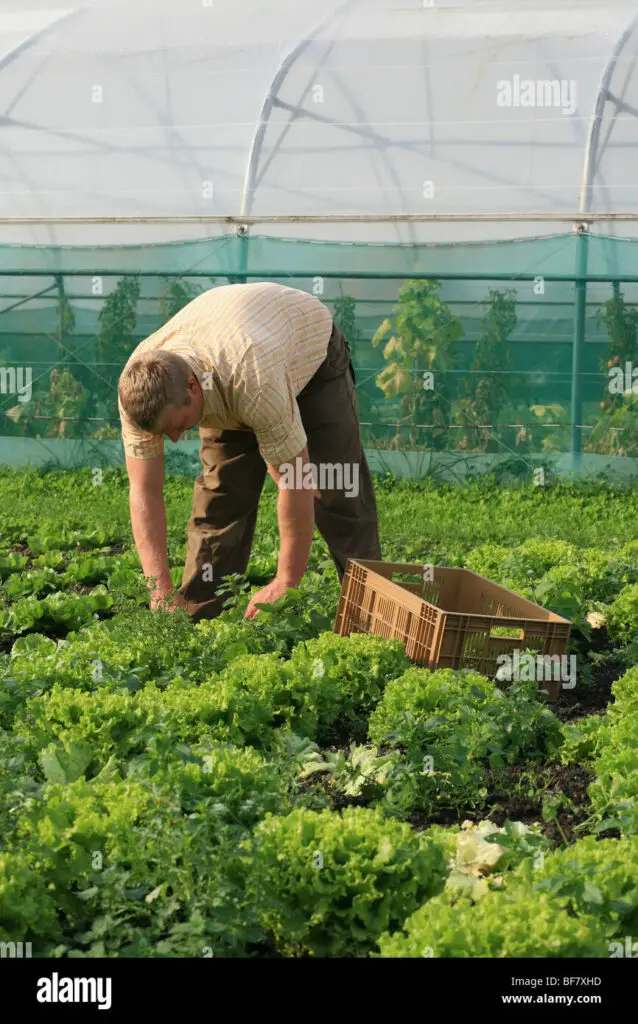 Market Gardening/Truck Farming