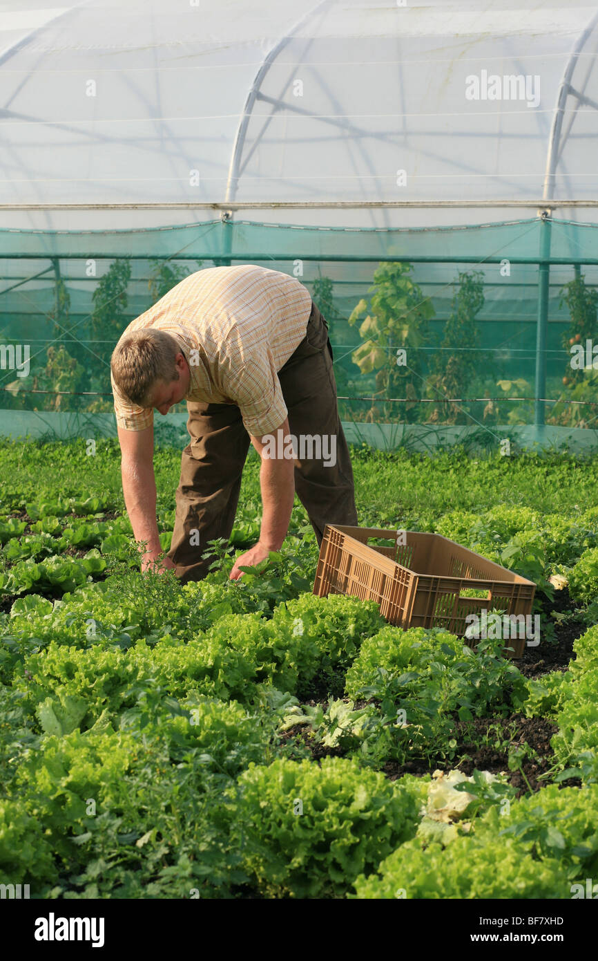 Market Gardening/Truck Farming