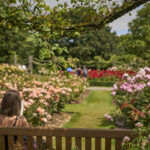 Queen Mary'S Rose Gardens London
