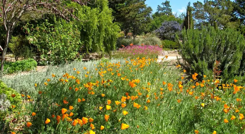San Luis Obispo Botanical Gardens