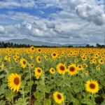 Sunflower Gardens near Me