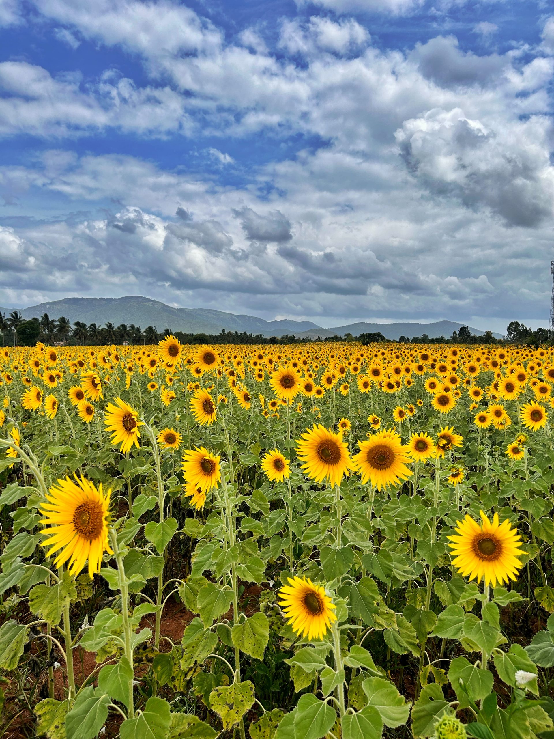 Sunflower Gardens near Me