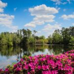 Swan Lake Iris Gardens