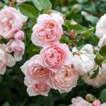 The Generous Gardener Rose