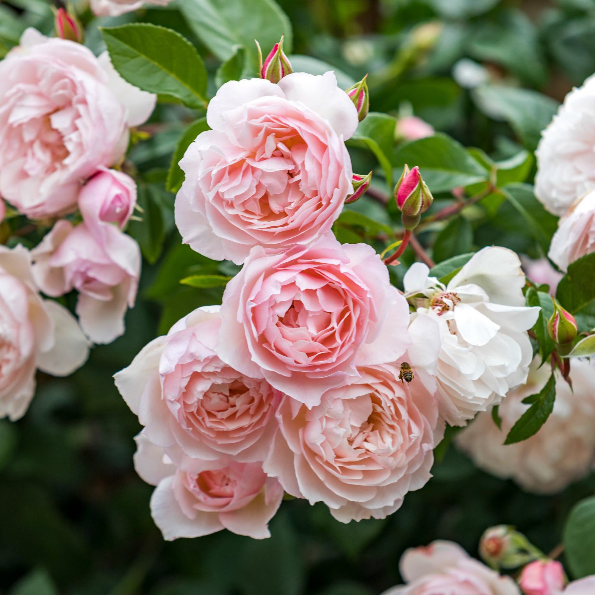 The Generous Gardener Rose