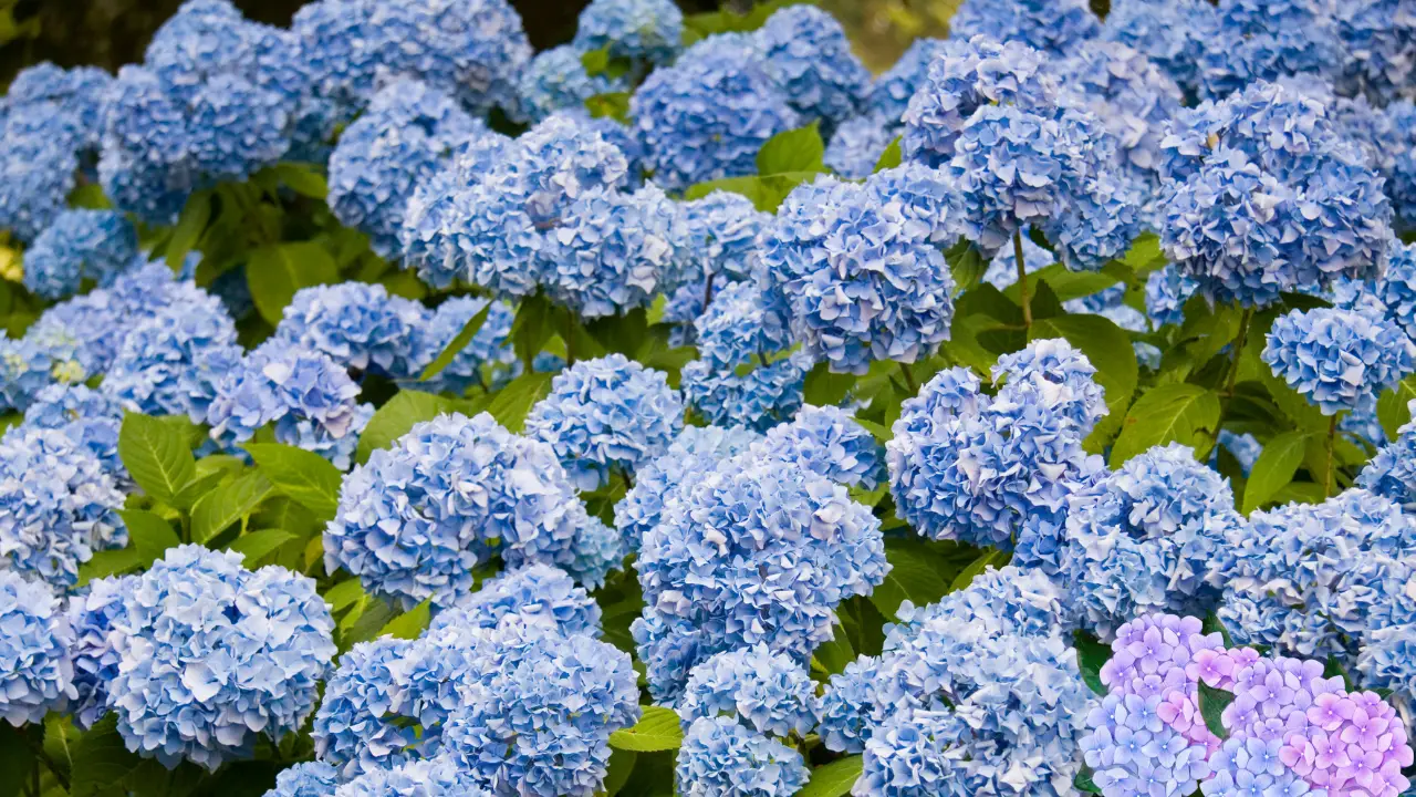 How to Make Hydrangeas Blue Naturally