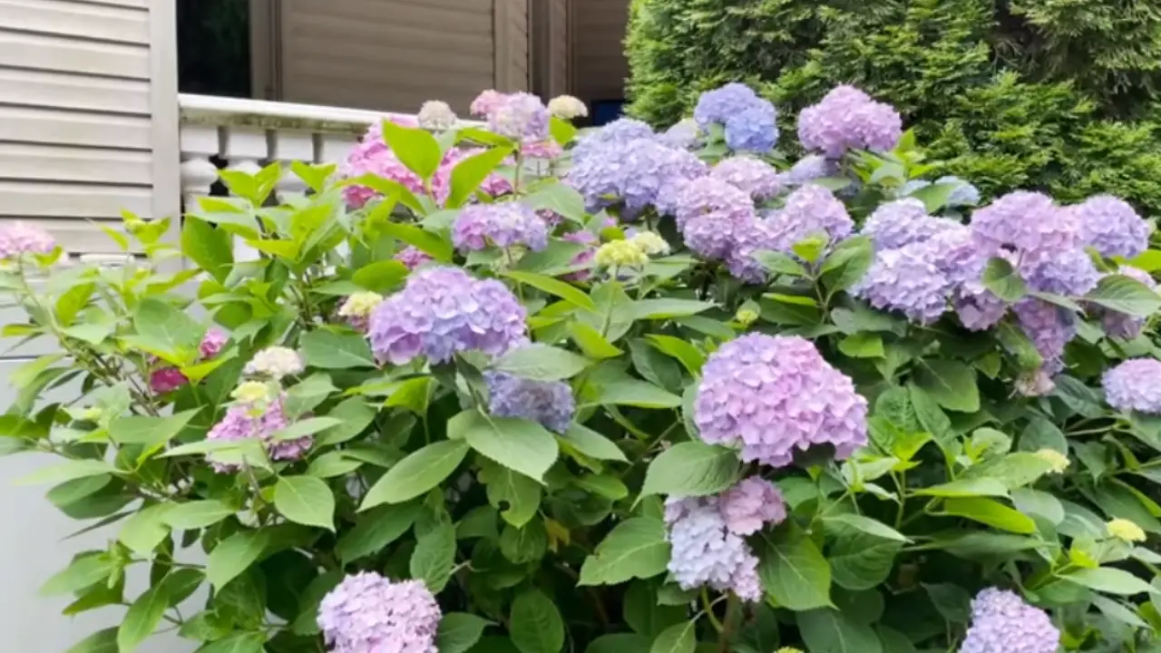 How to Make Hydrangeas Blue Naturally