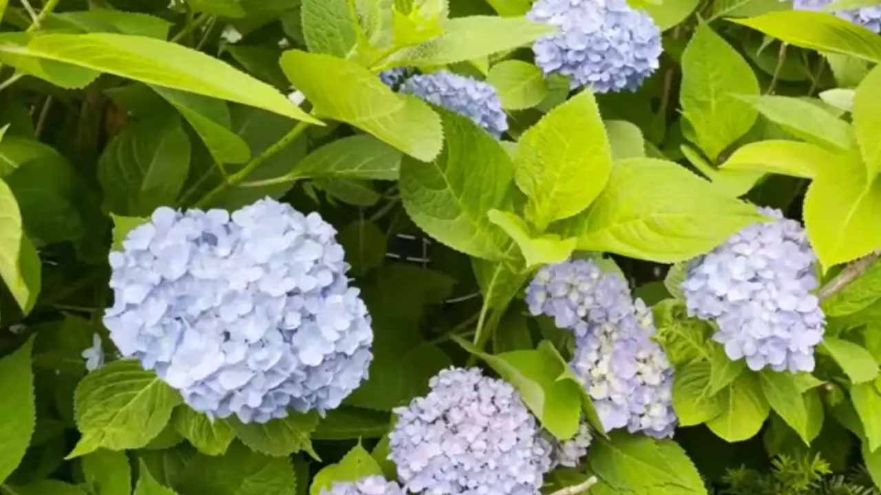 How to Make Hydrangeas Blue Naturally
