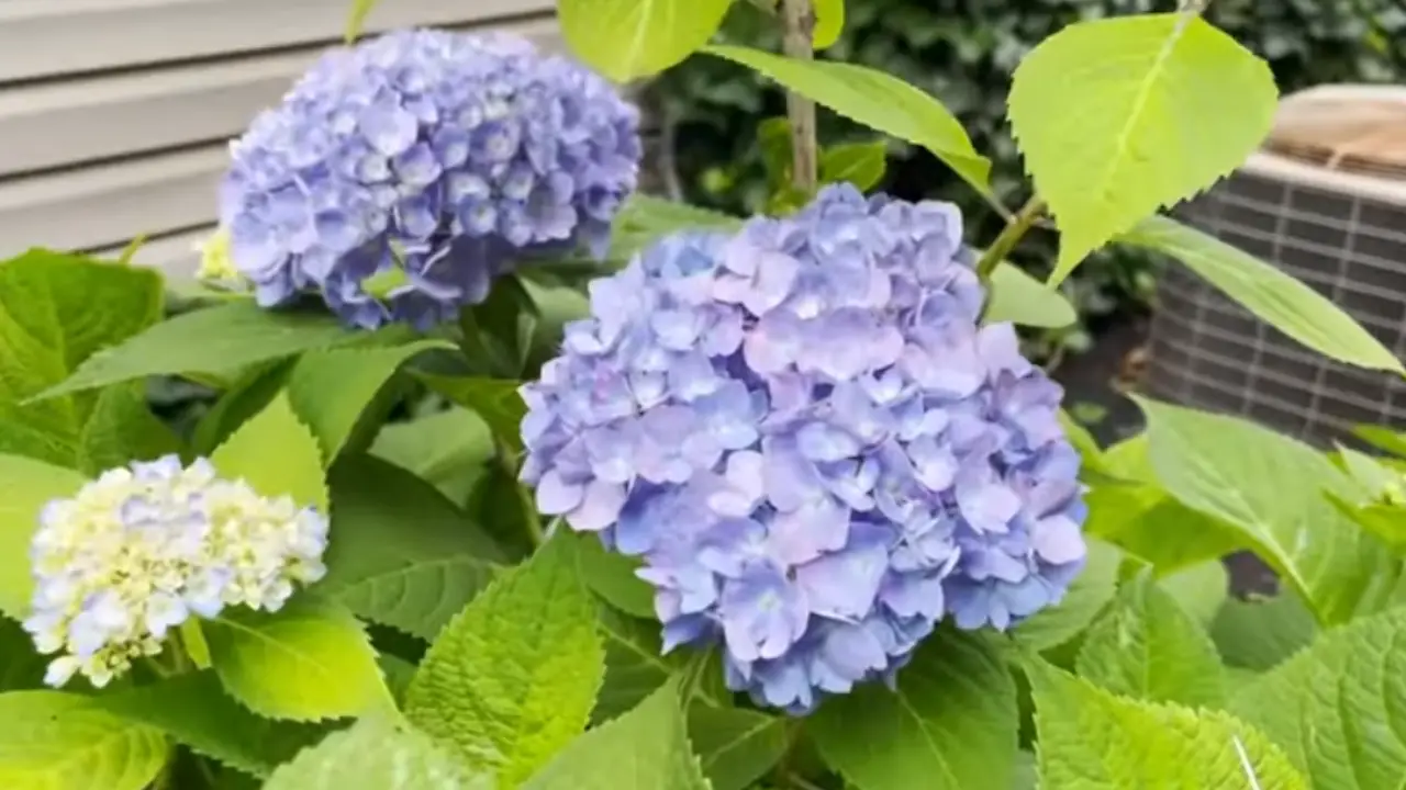 How to Make Hydrangeas Blue Naturally