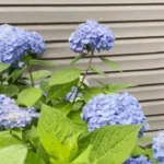 How to Make Hydrangeas Blue Naturally