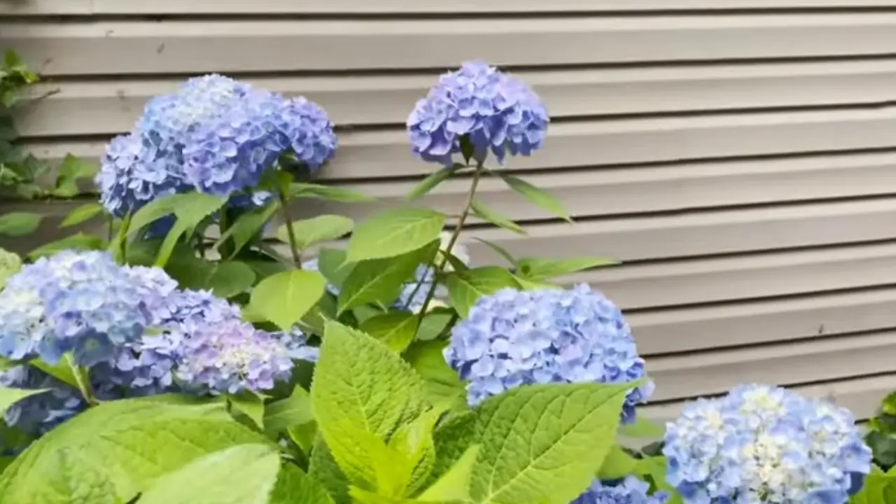 How to Make Hydrangeas Blue Naturally
