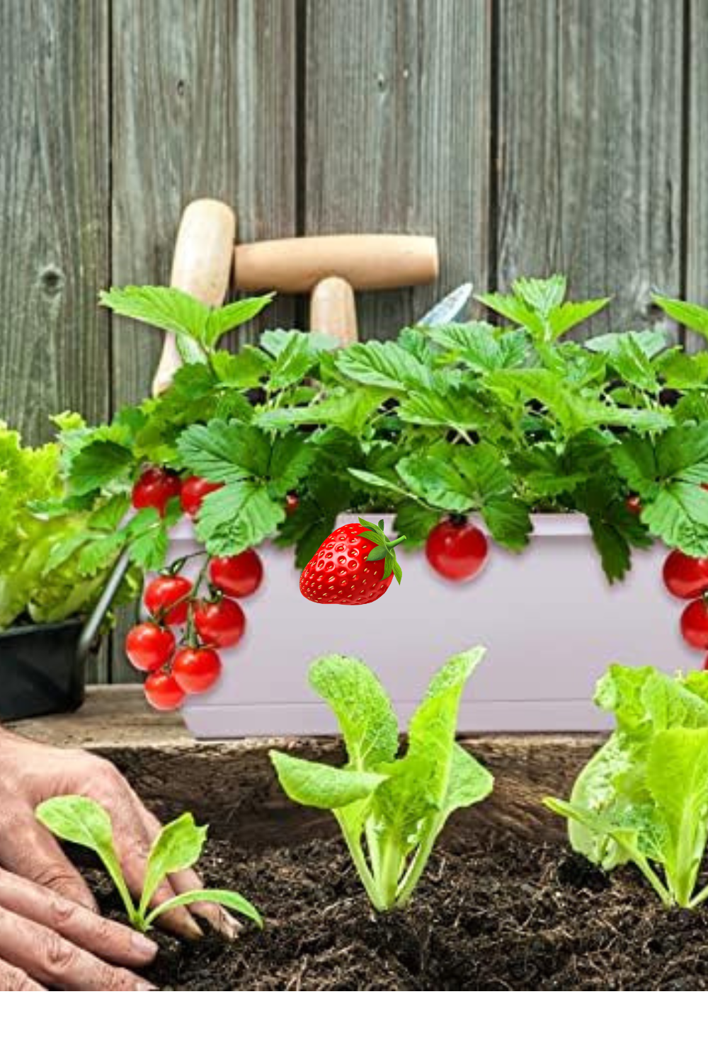 Window Sill Tray Planter