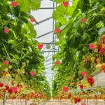 Indoor strawberry planter ideas