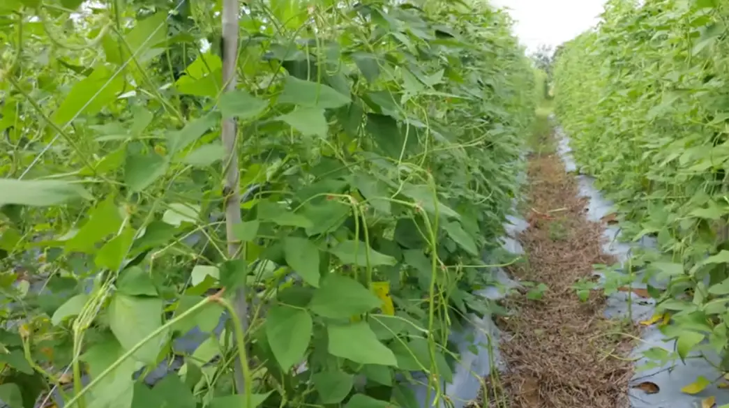 The Amazing Benefits of Urban Gardening with The Frenchie Gardener