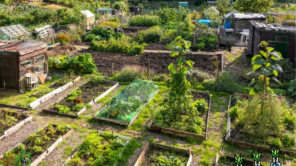The Amazing Benefits of Urban Gardening with The Frenchie Gardener