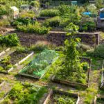 The Amazing Benefits of Urban Gardening with The Frenchie Gardener