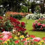 Deer Deterrents for Gardens: Top Strategies Revealed