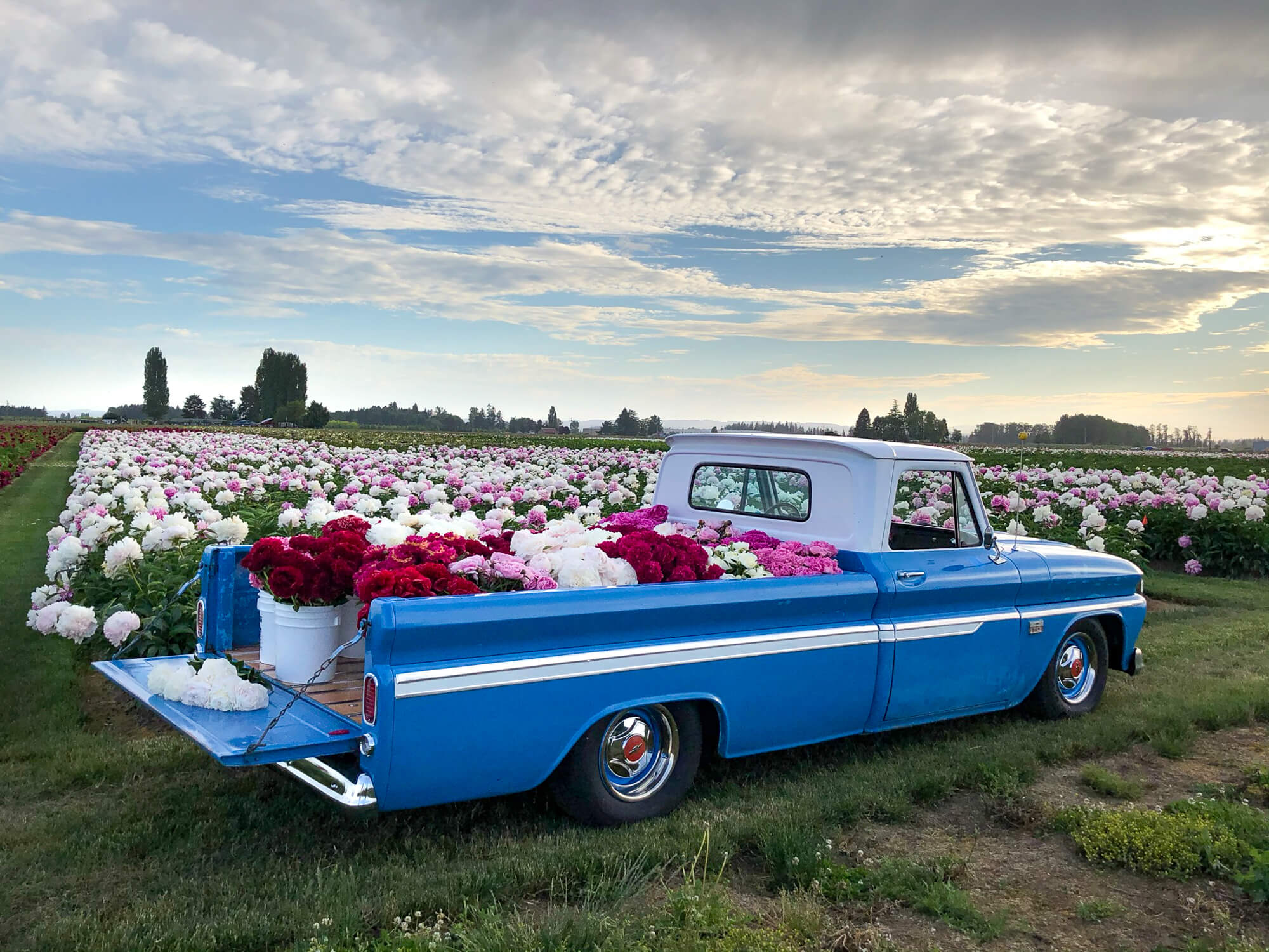 Adelman Peony Gardens Brooklake Road Northeast Salem Or