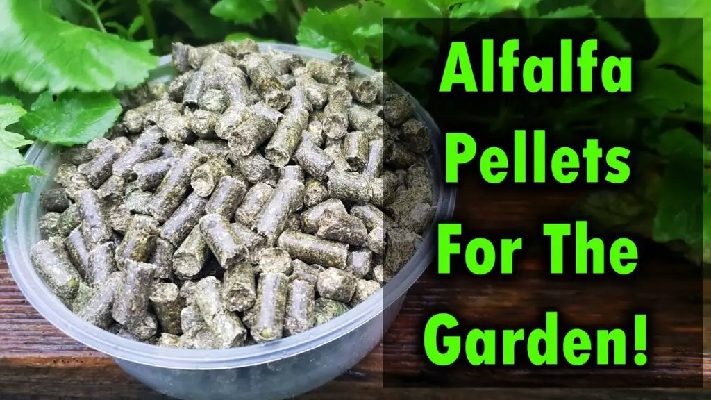 Alfalfa Pellets for Gardening