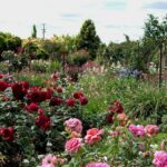 Brindabella Country Gardens Roses