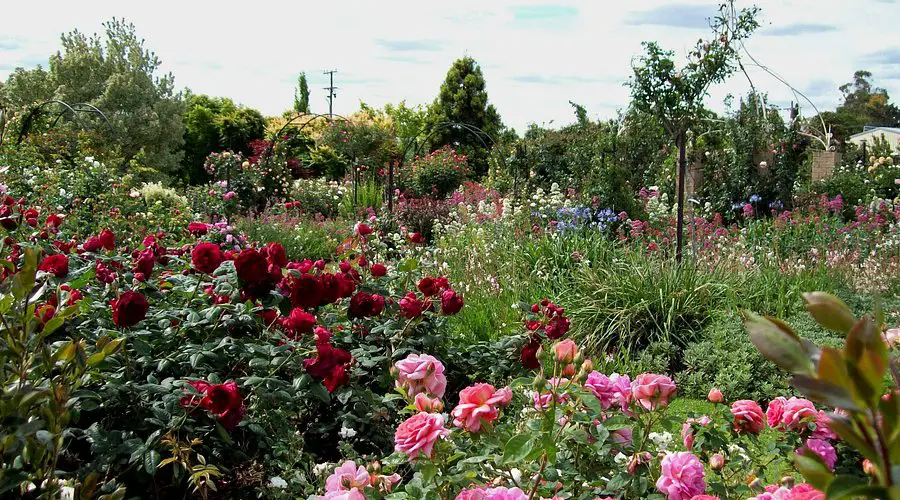 Brindabella Country Gardens Roses