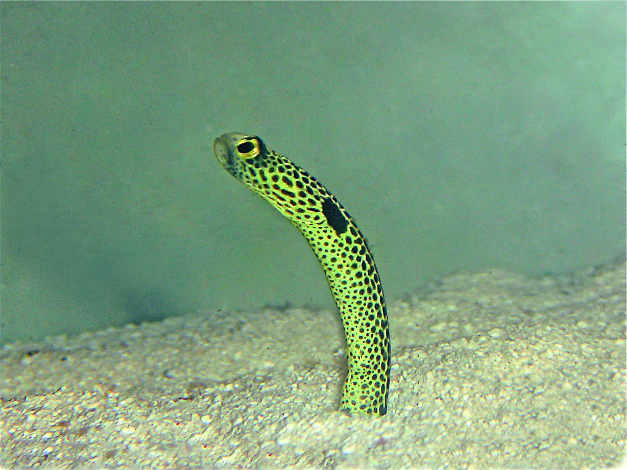 Do Fins Have Gardens