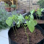 Green Bean Container Gardening