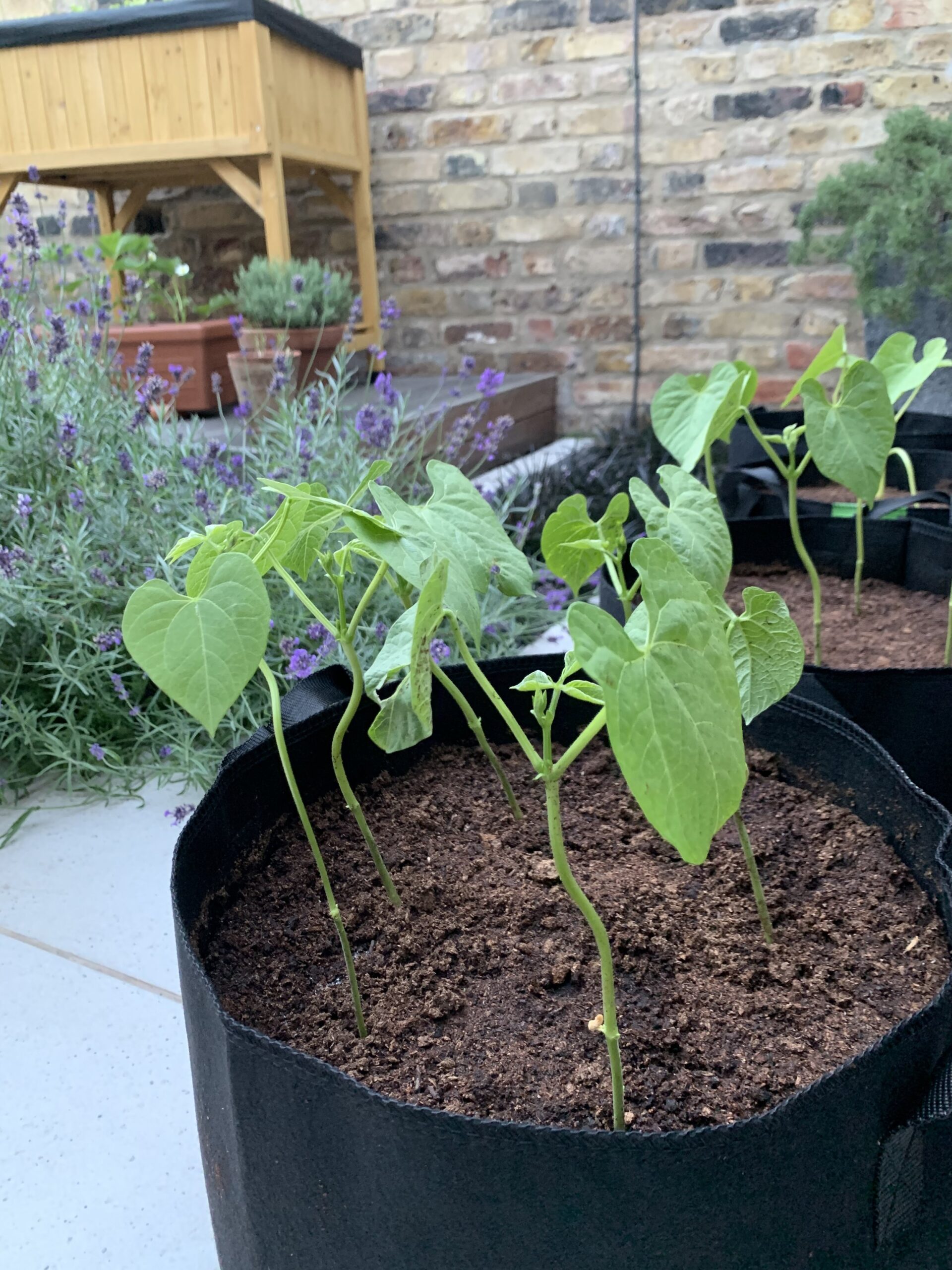 Green Bean Container Gardening