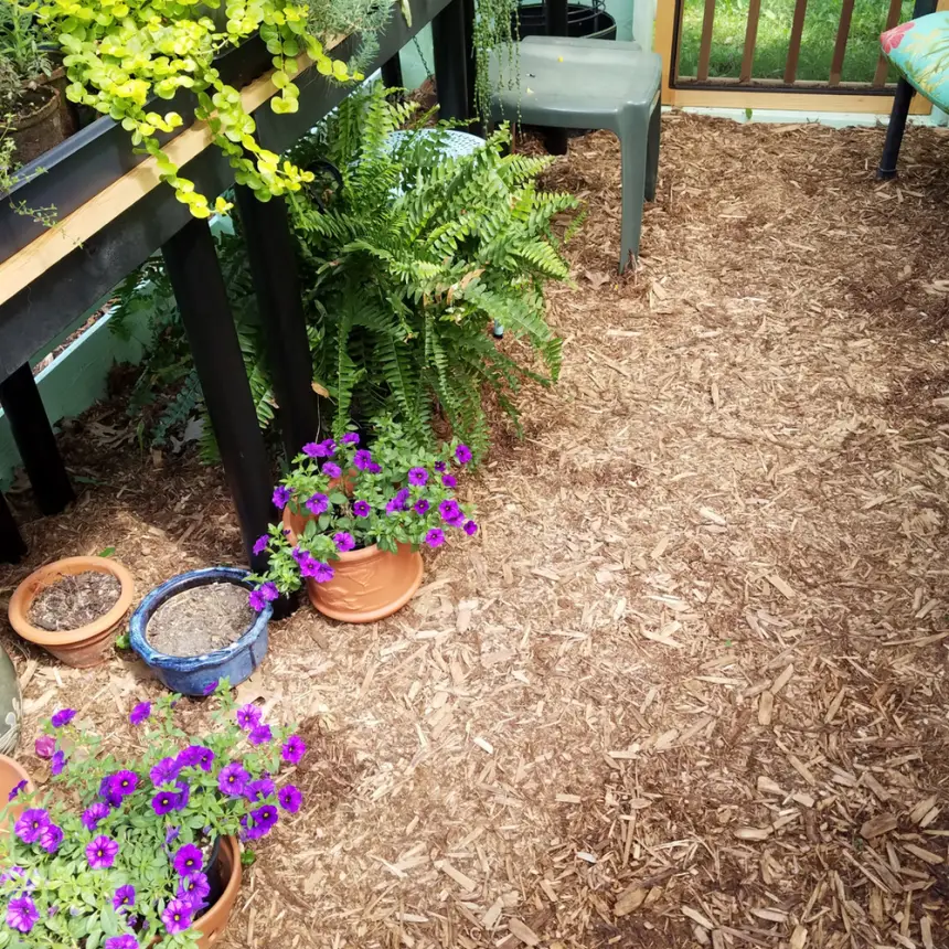 Is Cedar Mulch Good for Gardens