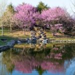 Japanese Gardens Georgetown Ky
