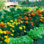 Marigolds And Vegetable Gardens