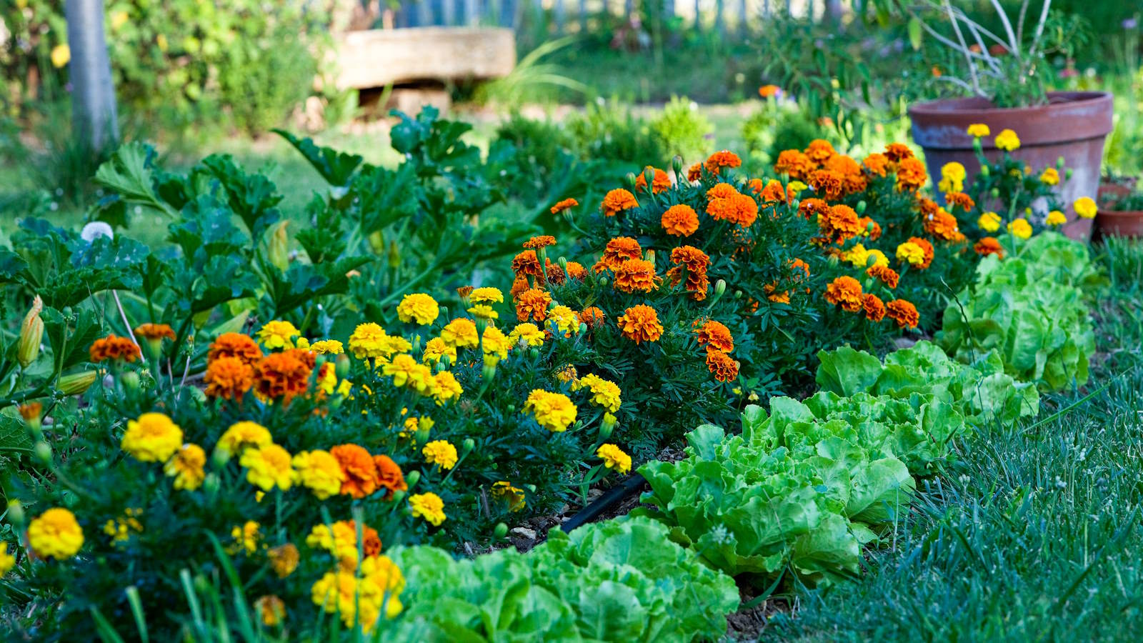 Marigolds And Vegetable Gardens