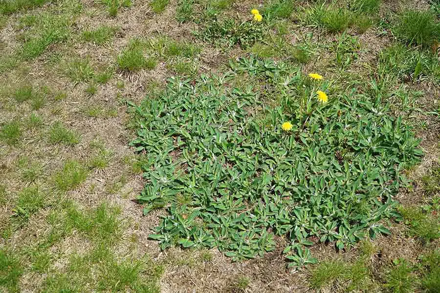 Miost Common Weeds in Kansas Gardens