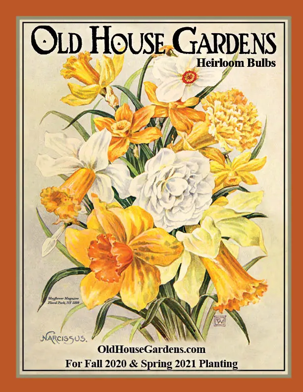 Old House Gardens Heirloom Bulbs