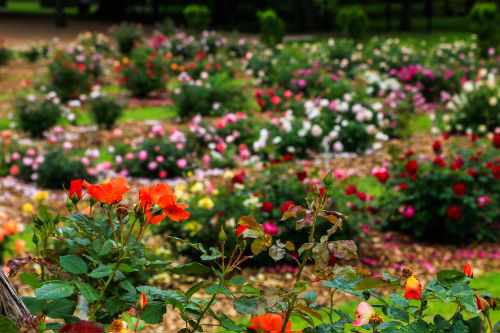 Rose Gardens of Farmers Branch