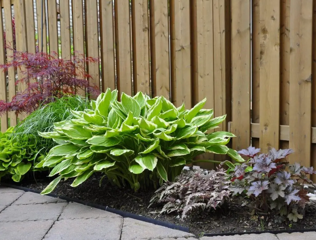 Shade Gardens Zone 5