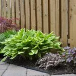 Shade Gardens Zone 5