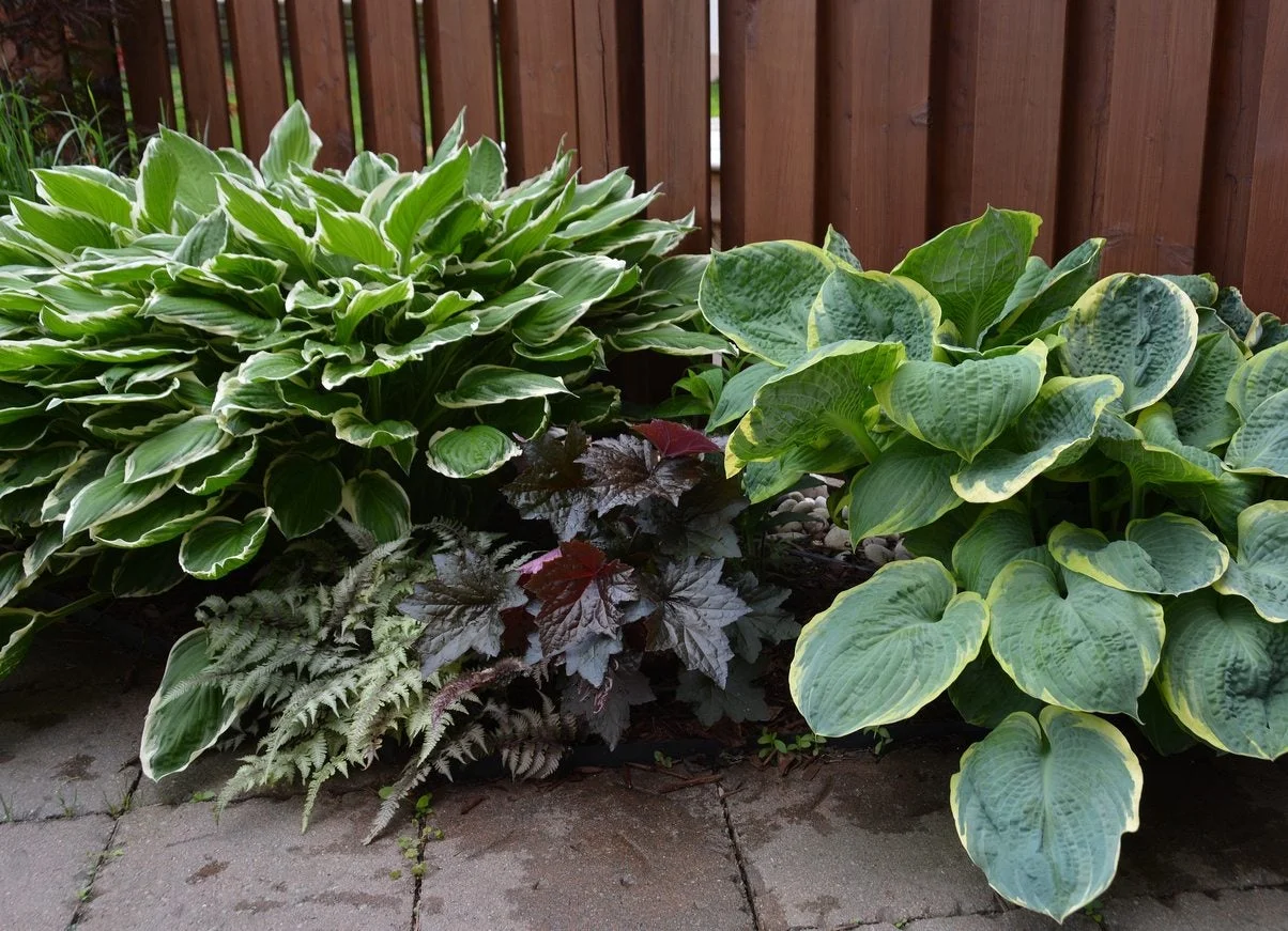 Shade Gardens Zone 7
