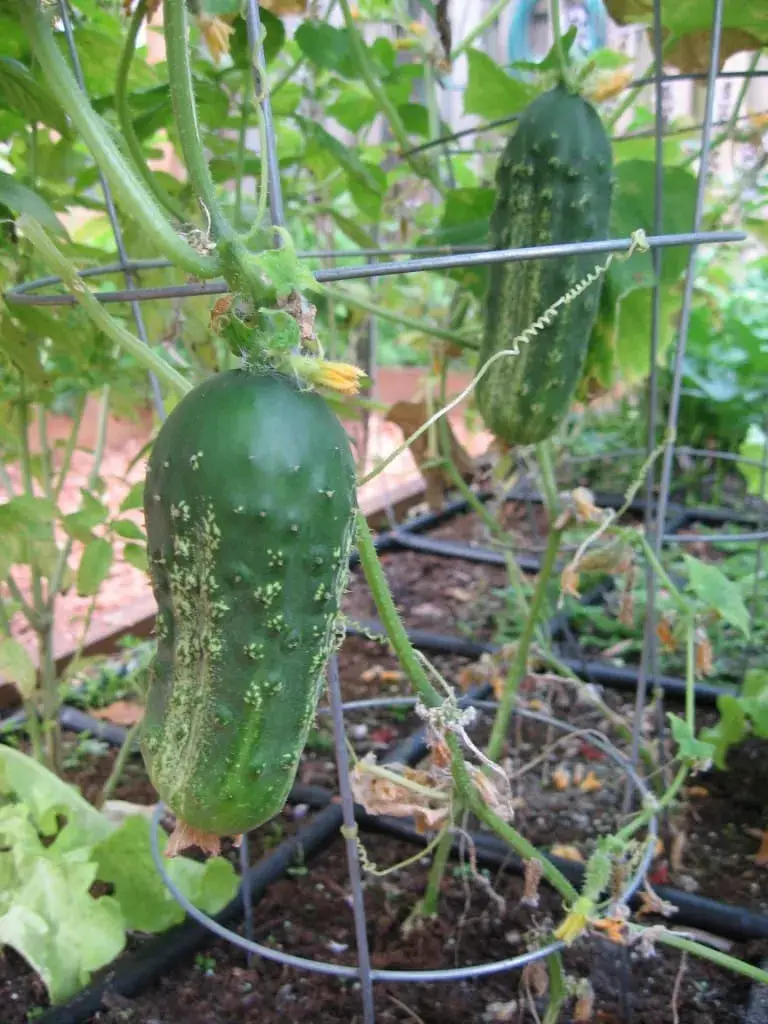 Square Foot Gardening Cucumbers