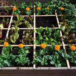Square Foot Gardening Tomatoes