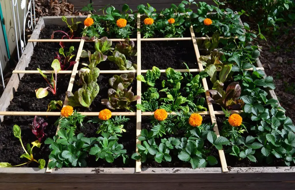 Square Foot Gardening Tomatoes