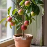 How to Grow an Apple Tree in a Pot – Even in Small Spaces!