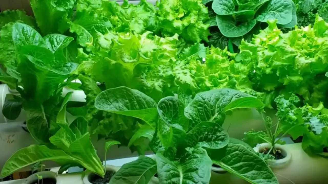 Best Hydroponic Indoor Garden for Growing Fresh Herbs and Vegetables