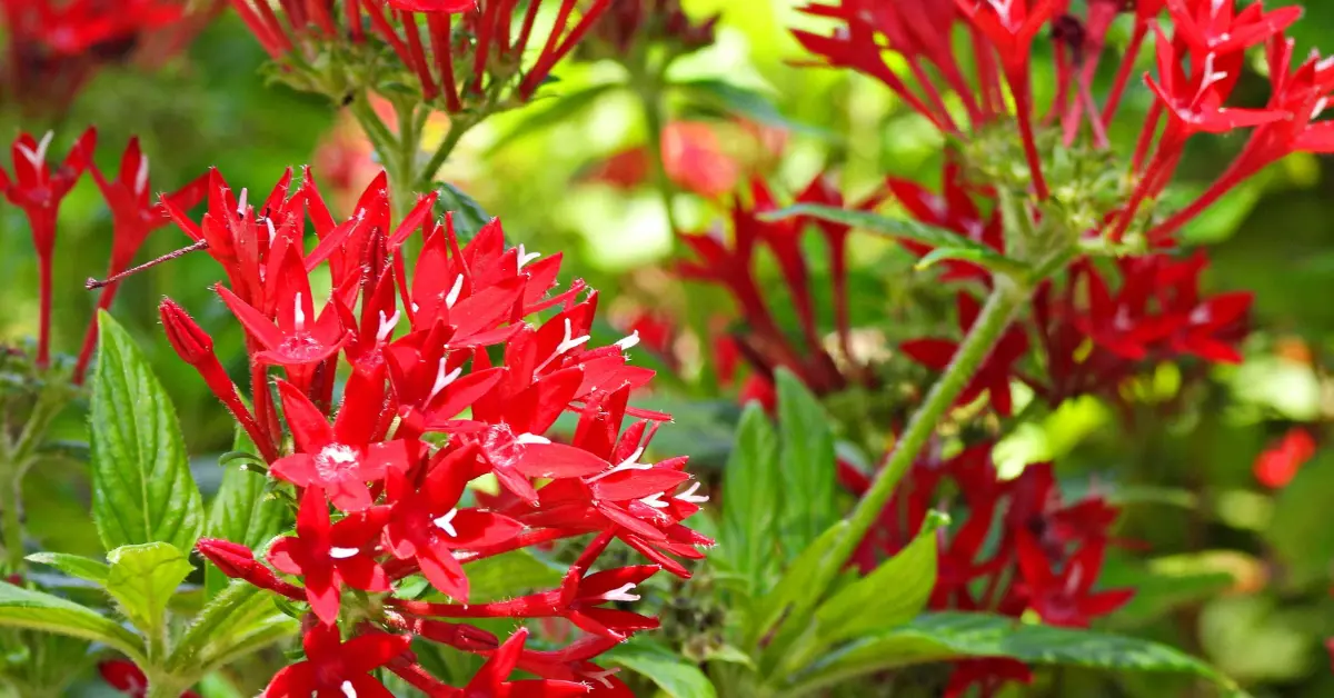 Pentas lanceolata