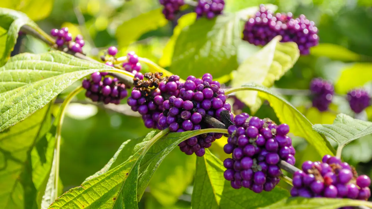 Best Plants for Partial Sun in Florida