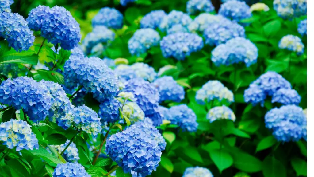 How Fast Do Hydrangea Cuttings Grow?