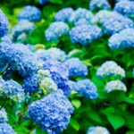 How Fast Do Hydrangea Cuttings Grow?